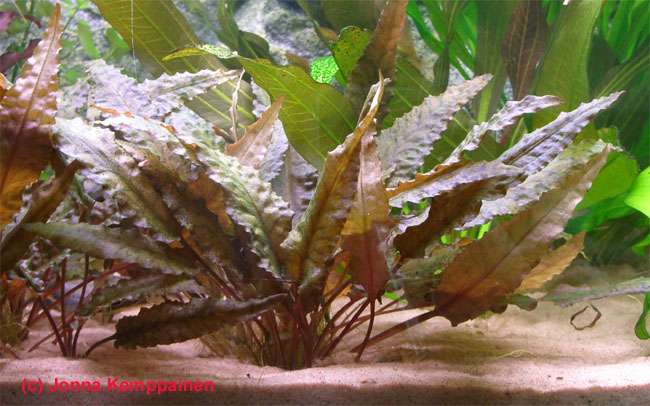 Cryptocoryne sp. 'Tropica'
